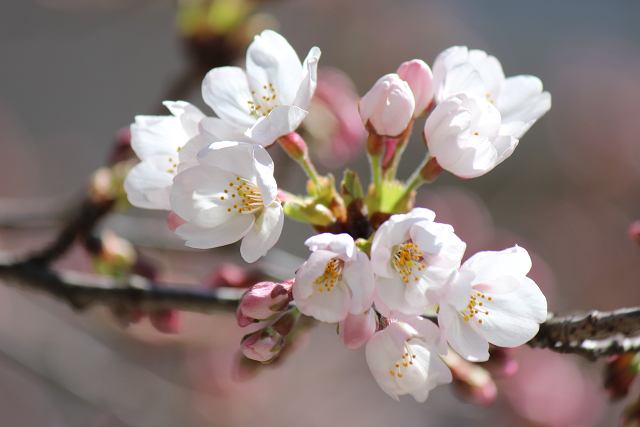 桜が綺麗と思ったら・・・!!!